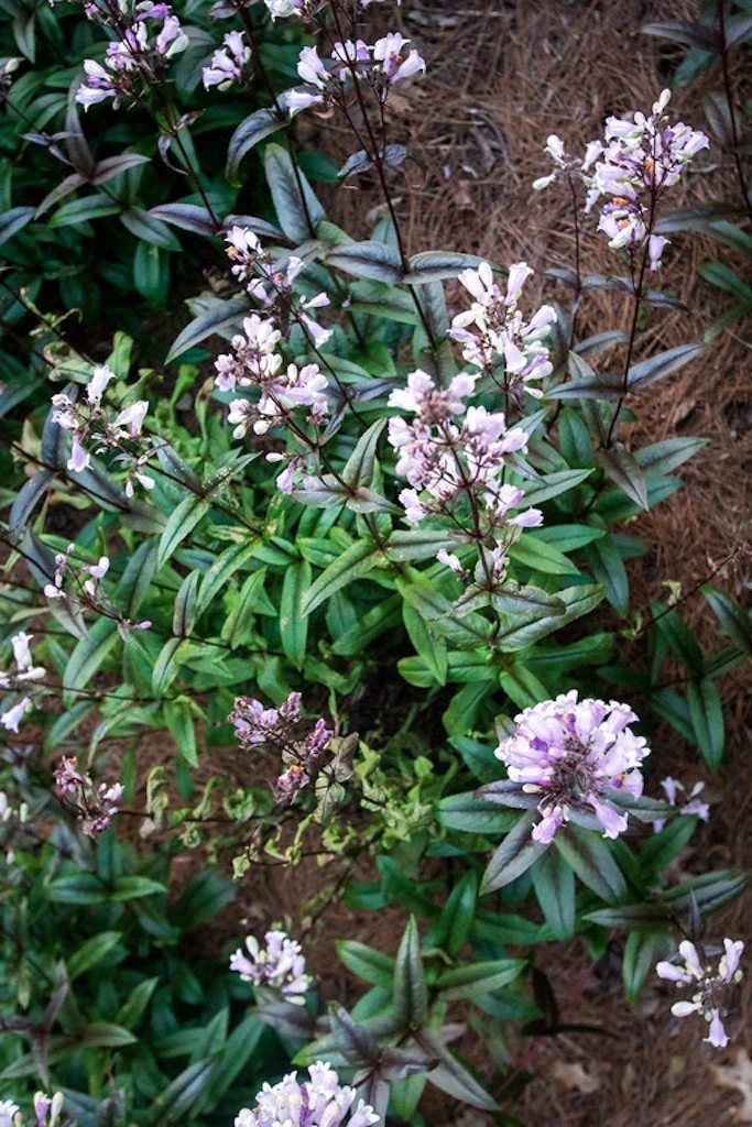 penstemon7.jpg