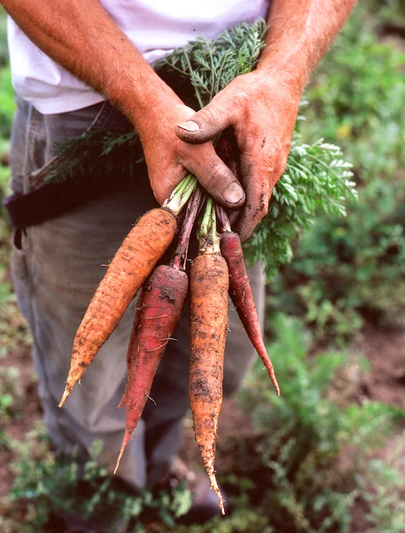 carrots006.jpg