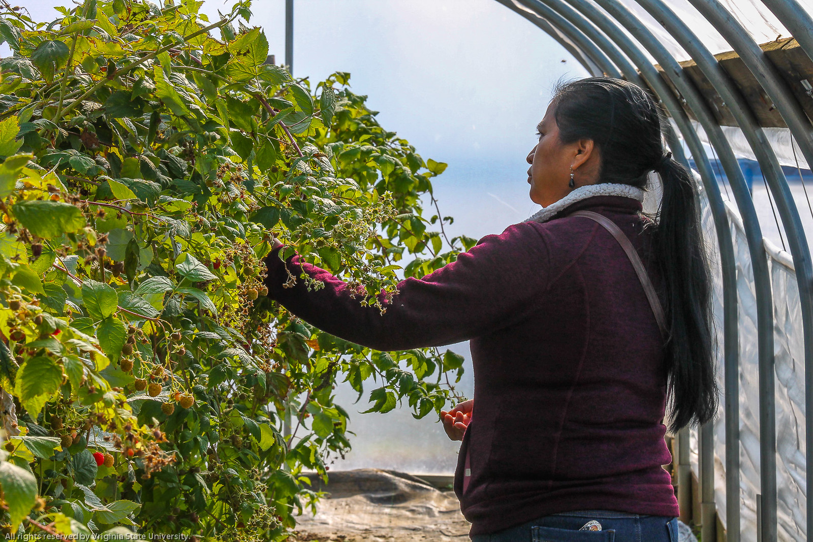 Dr. Razie Rafie holds a workshop for Hispanic Farmers within the state of Virginia to increase their presence in the agriculture industry within the state.