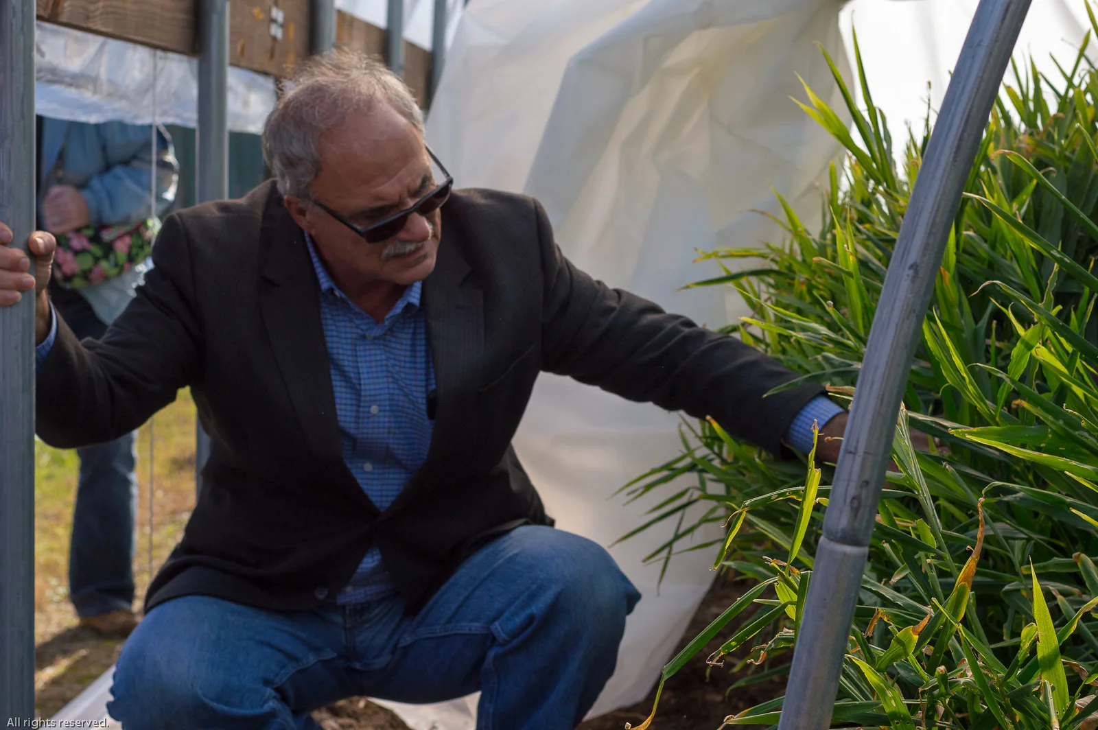 Dr. Razie Rafie and his team of researchers provide information on turmeric & ginger crop production to small farmers in Virginia.