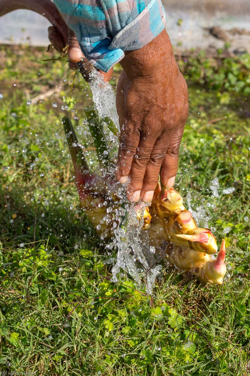 Dr. Razie Rafie and his team of researchers provide information on turmeric & ginger crop production to small farmers in Virginia.