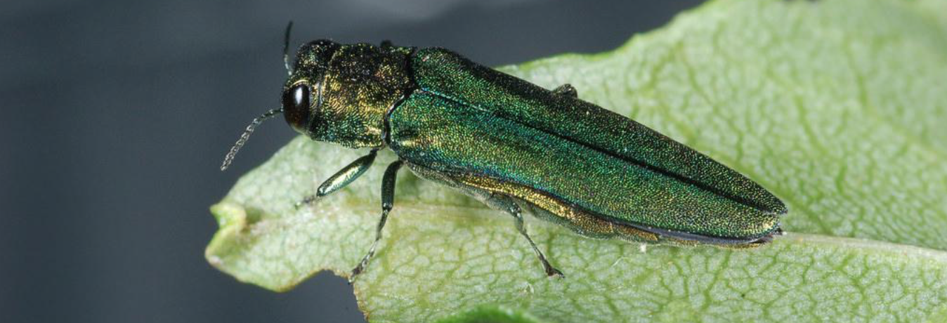 EmeraldAshBorer.png