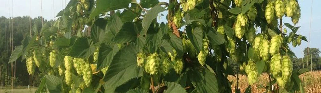 SeasideHops.jpg