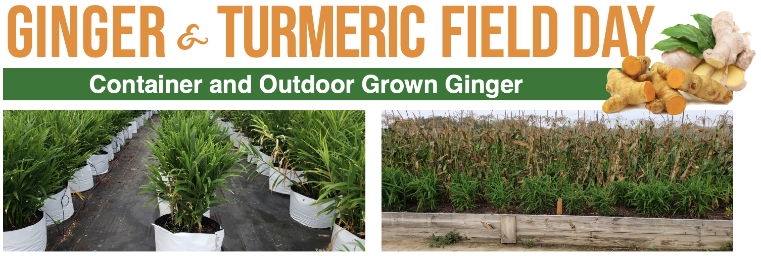 Ginger & Turmeric Field Day Banner