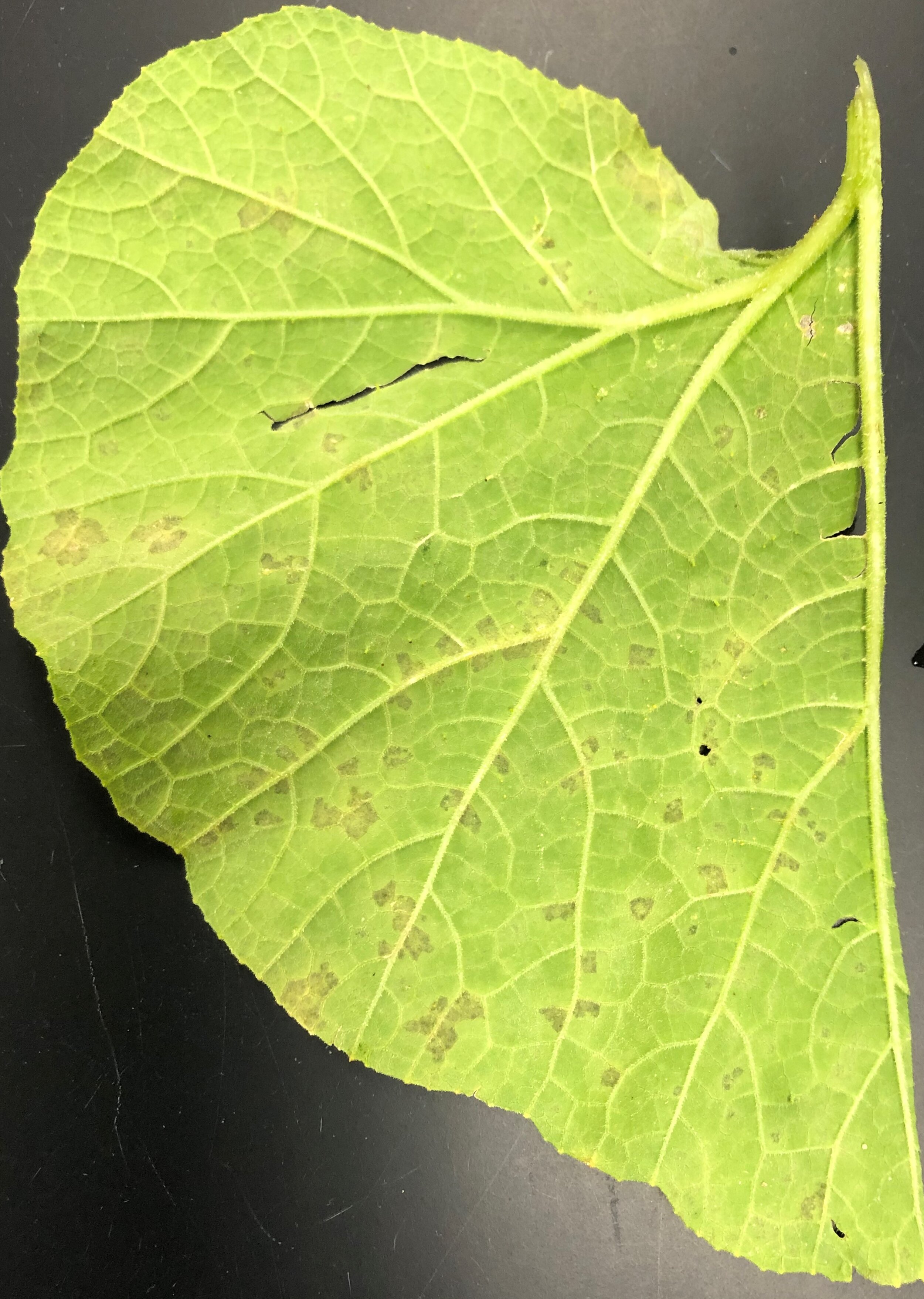 Leaf backside view of downy mildew on butternut squash.jpg