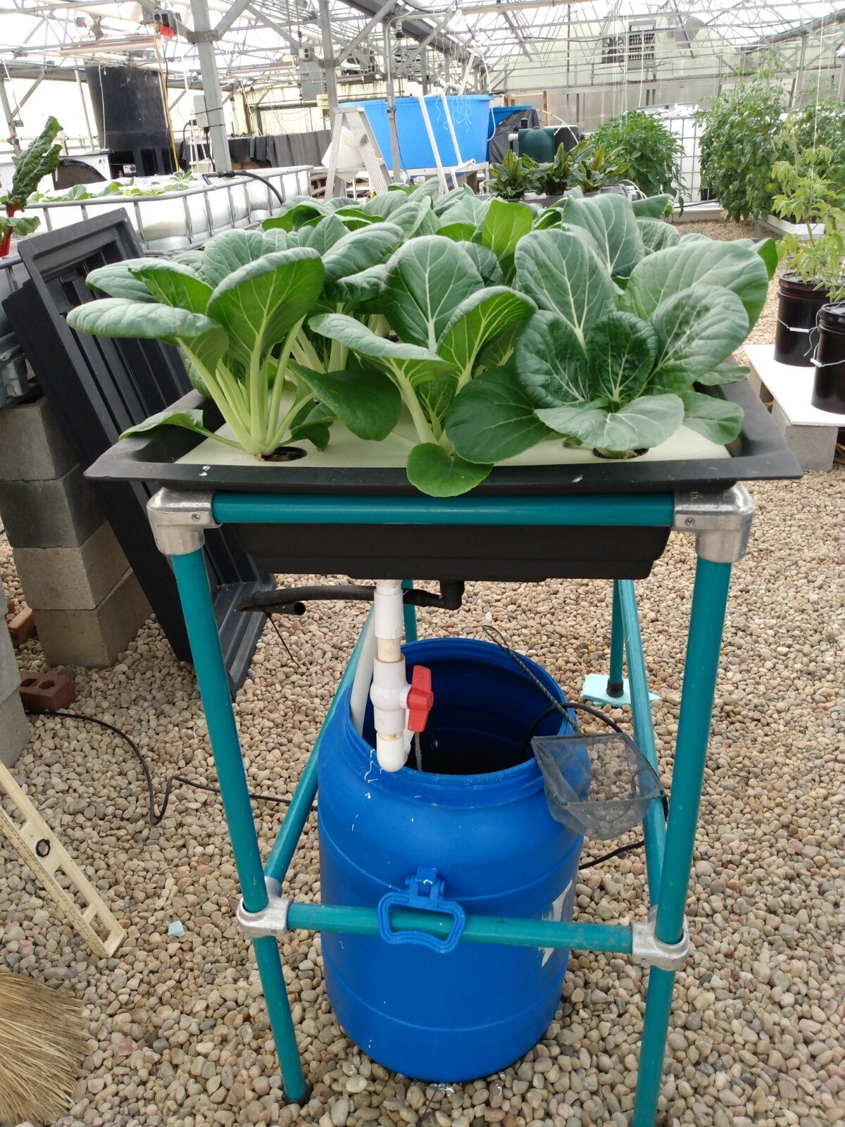 Aquaponics Tank.jpg