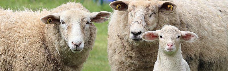 Small Farm Spotlight Series: Sheep Nutrition and Breeding — Virginia  Cooperative Extension - Virginia State University