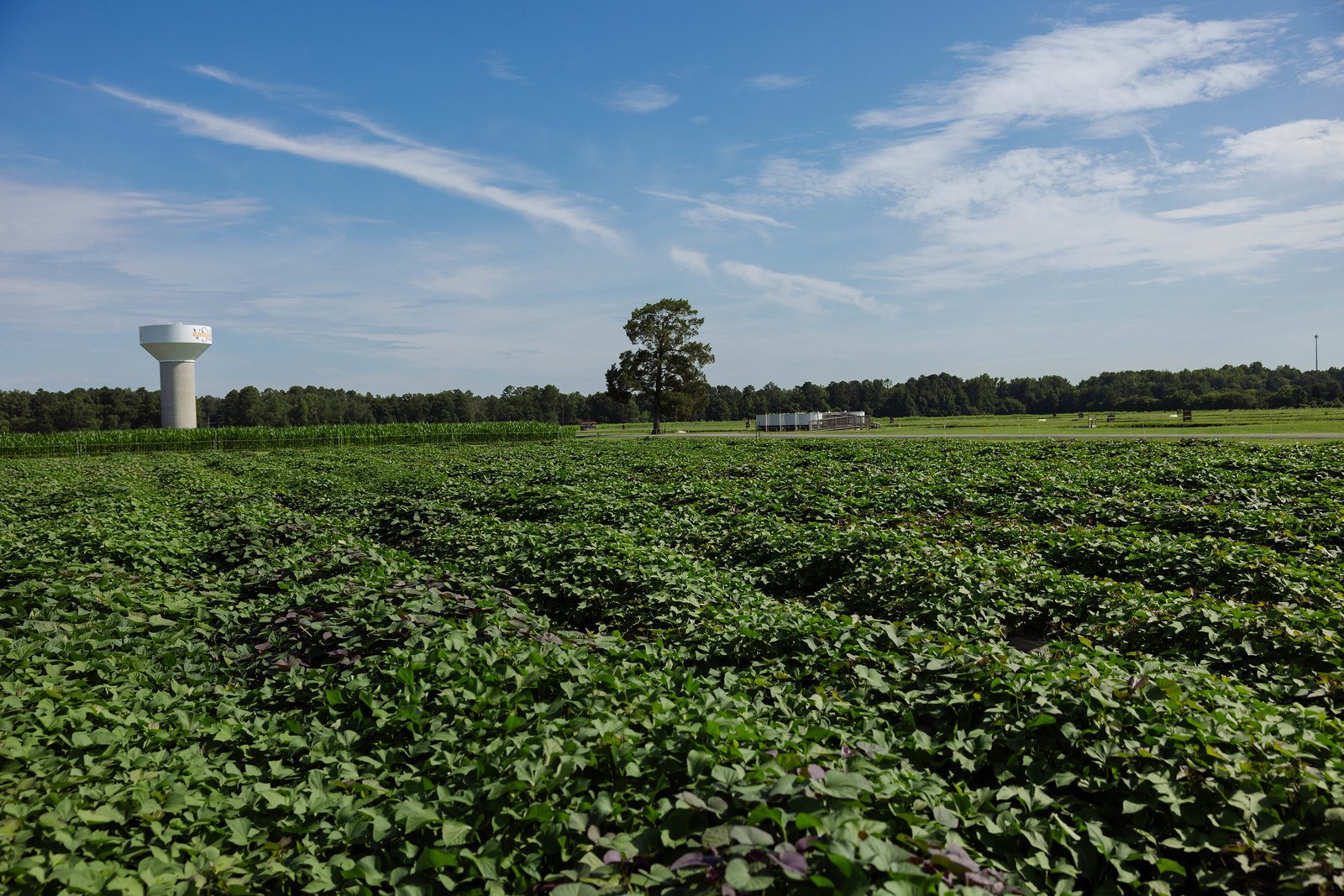 VSU Transitions 10-acre Plot to Organic Field for Future Research and Education Opportunities