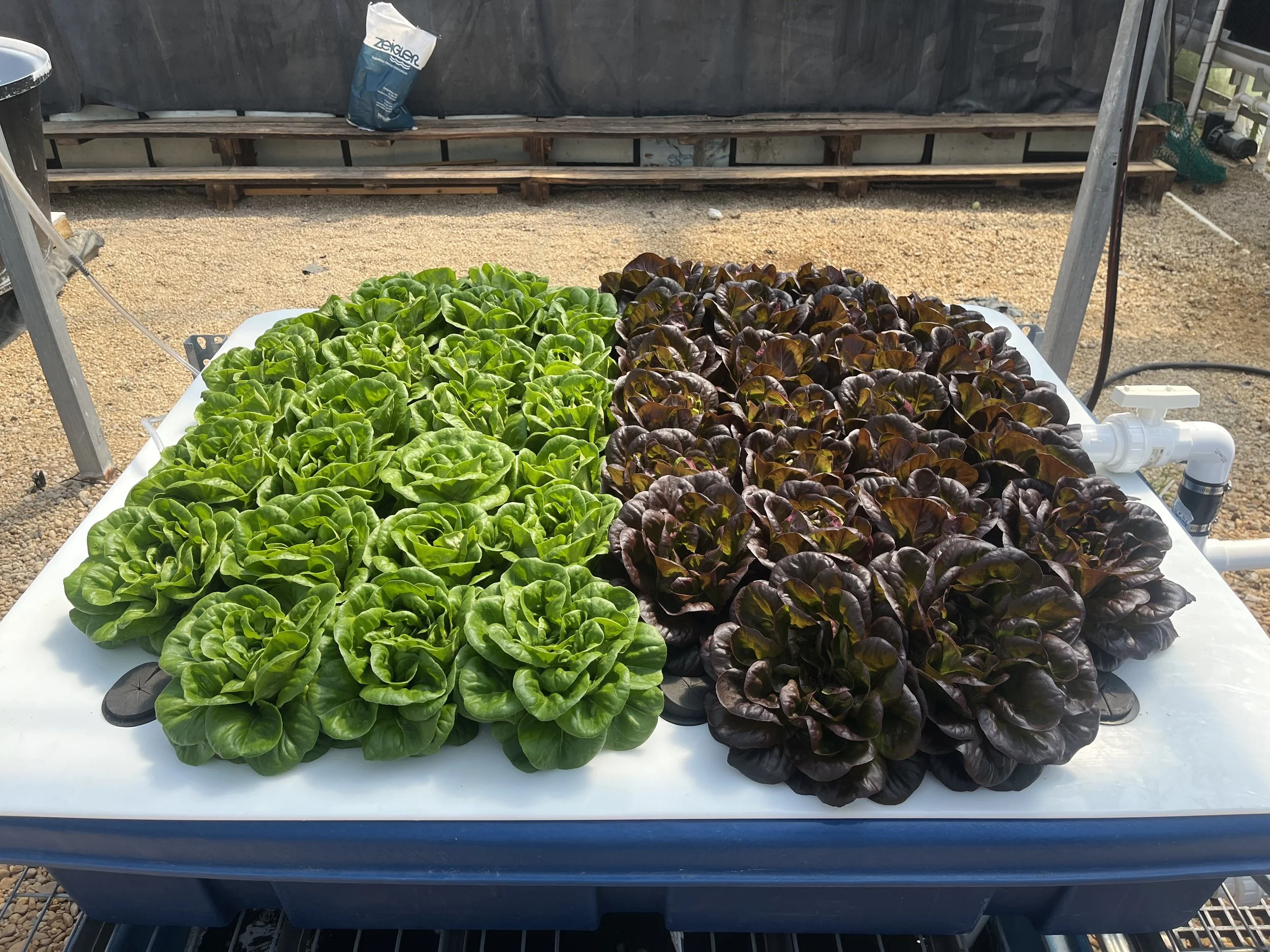 Lettuce in Aquaponics.jpeg