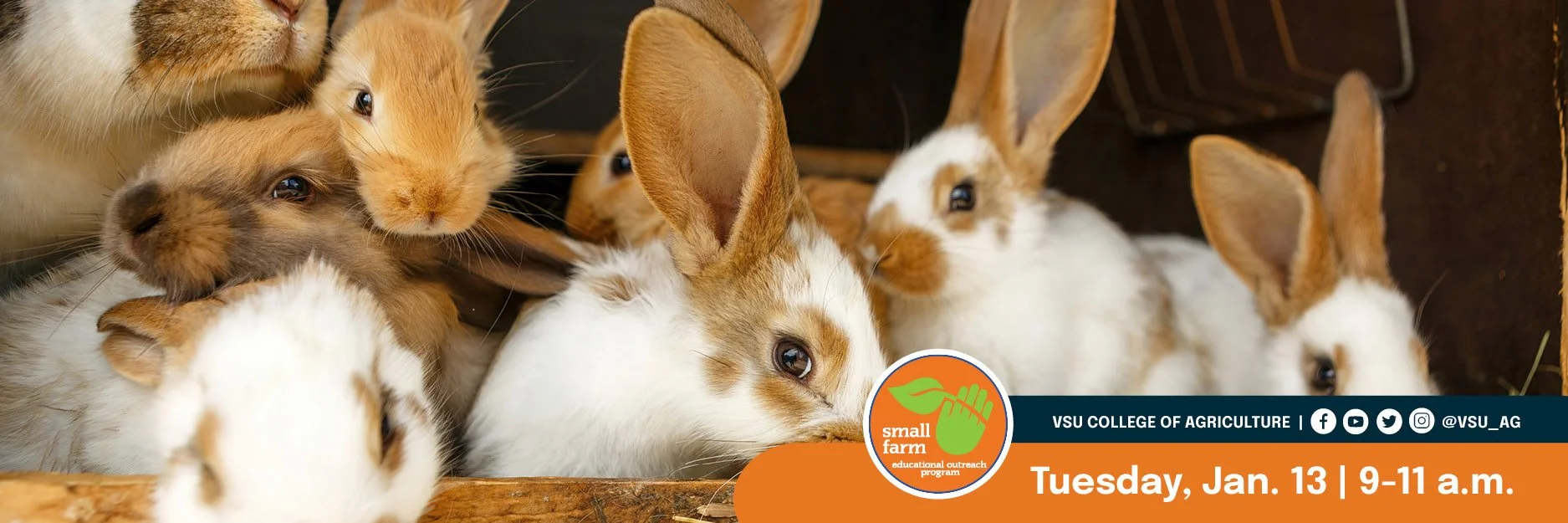 SFOP - WEB Intro to Rabbit Farming.jpg