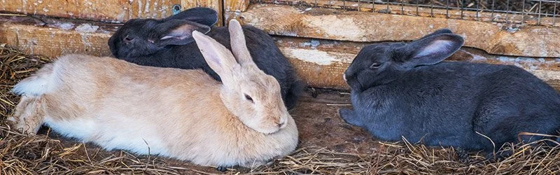 Vir Rabbit Risk Management for Poultry and Rabbit Farming — Virginia Cooperative ...