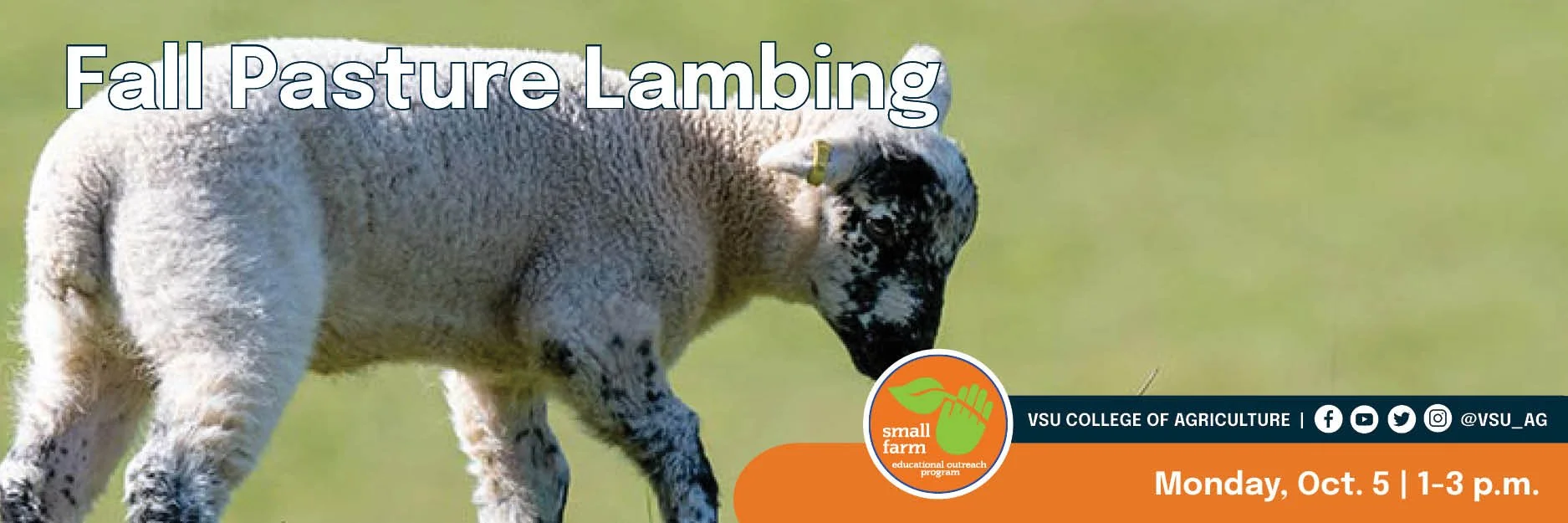 SFOP - WEB Fall Pasture Lambing.jpg