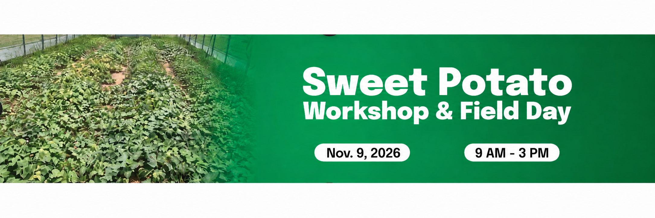 Sweet Potato Workshop Field Day.png