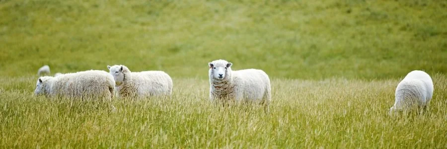 Your paragraph text(225).jpg