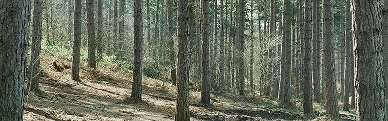 a pine forest
