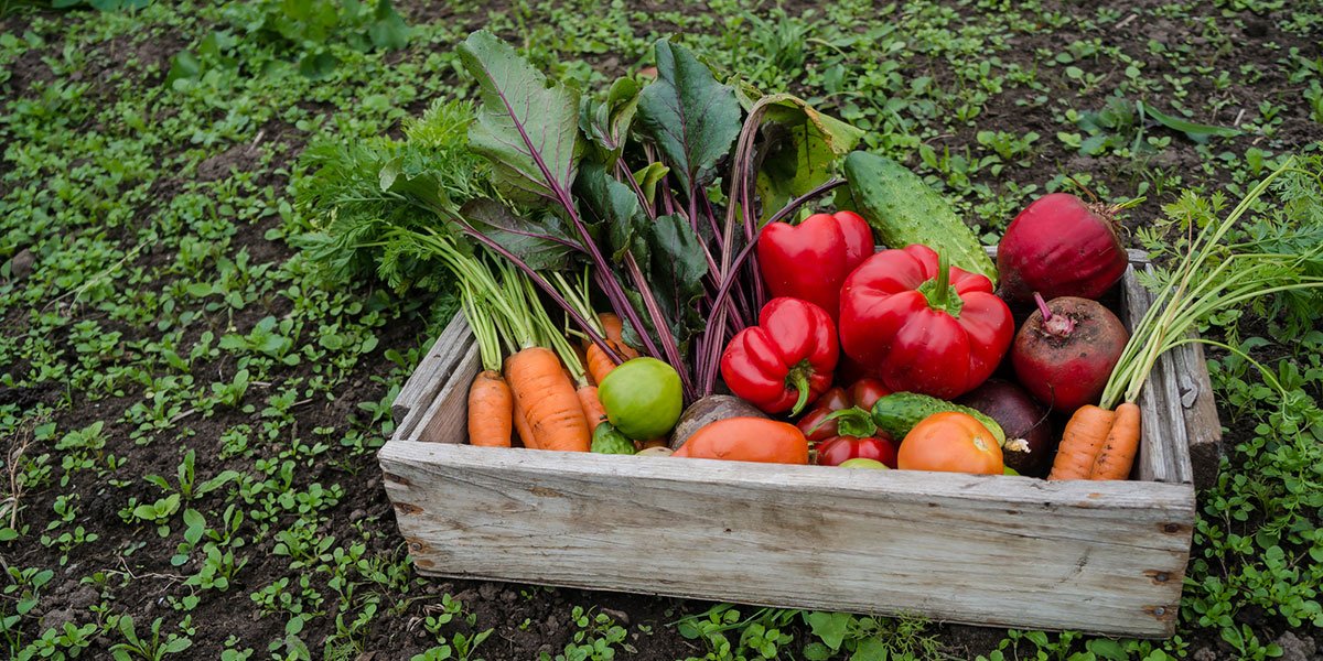 vegetable-box.jpg