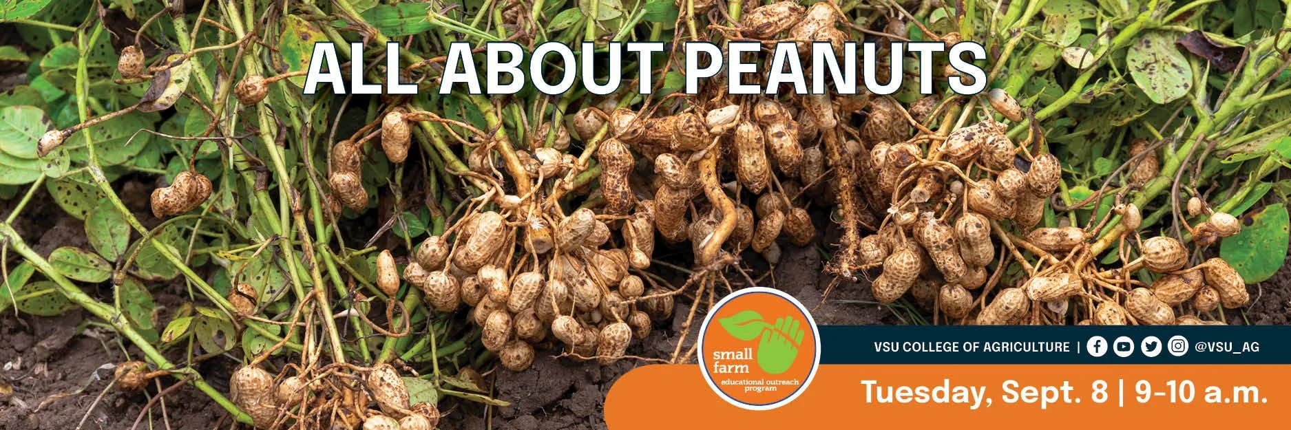 SFOP - WEB ALL ABOUT PEANUTS.jpg