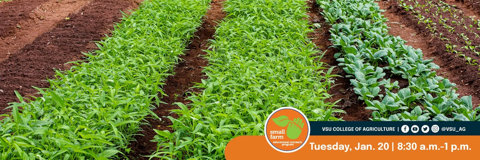 SFOP - WEB Vegetable Production.jpg