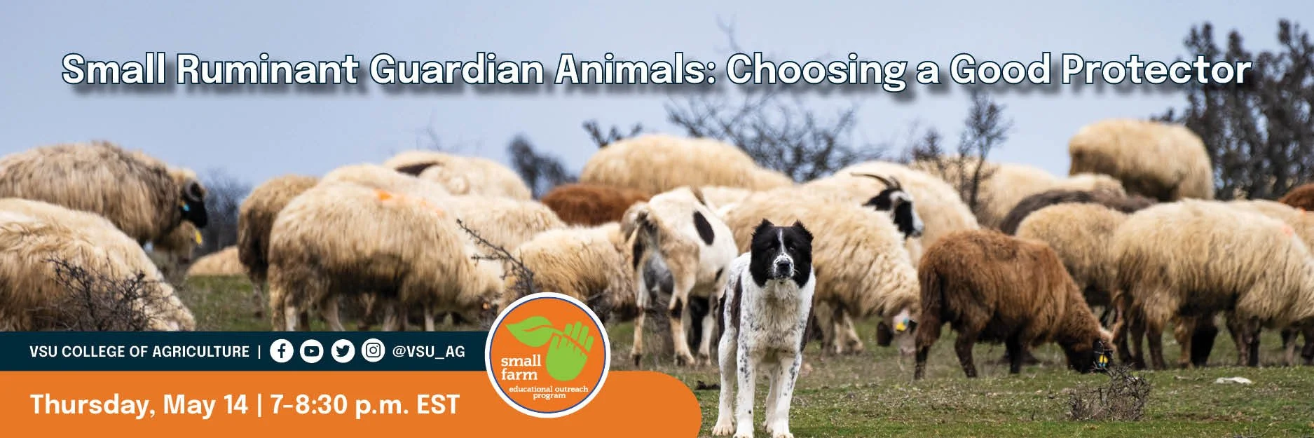 Small Ruminant Guardian Animals:Choosing a Good Protector — Virginia ...