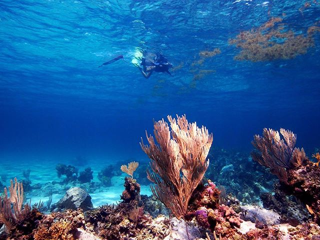 Shout out to @ginsbuda for getting this awesome shot during a University of Southern California group snorkel! 🙌🏻 I spy @trinyleon among the corals 👀
-
@uscenvironmentalstudies @uscdornsife @uscwrigleyinst