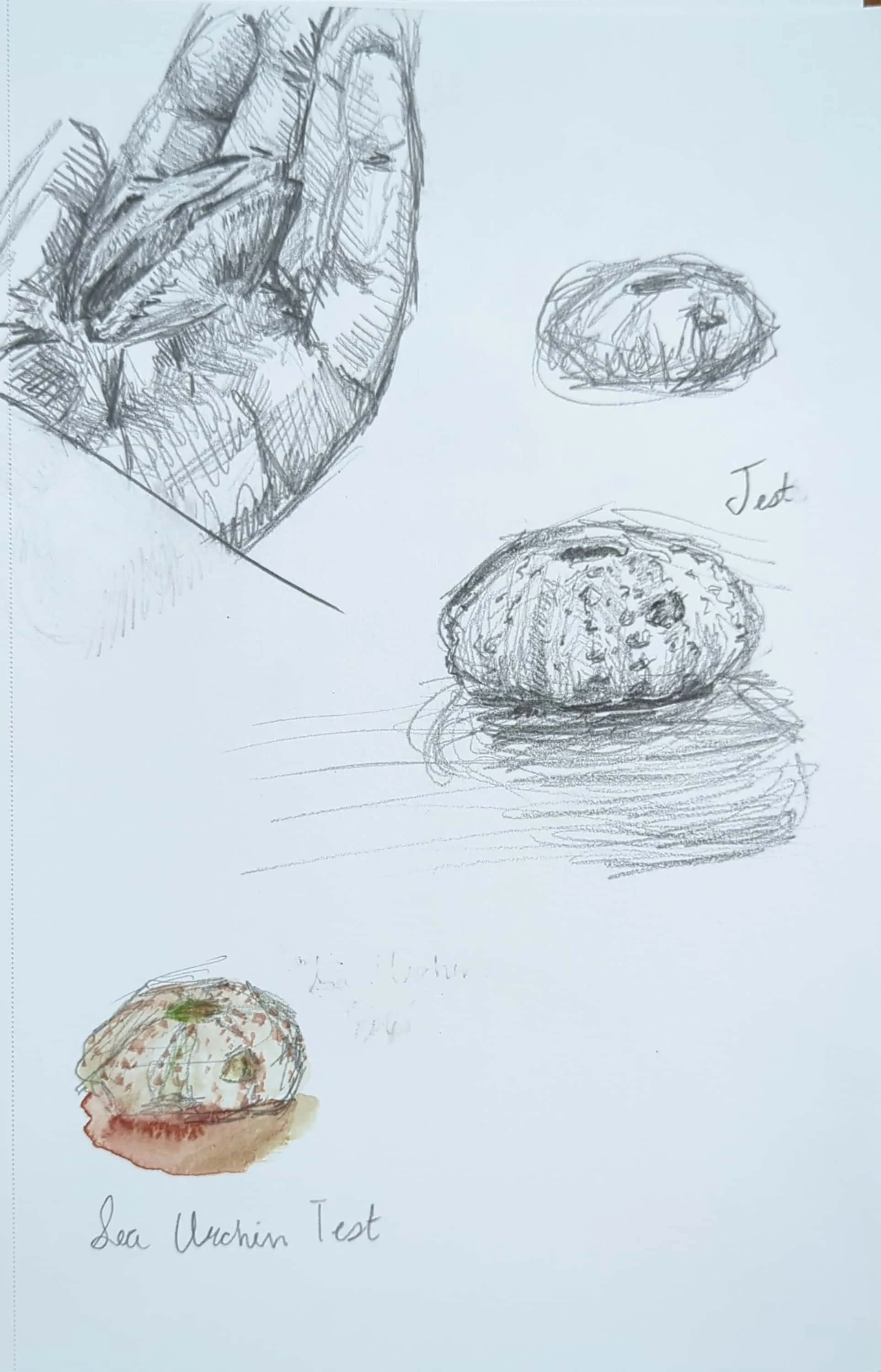 bivalve and test gesture sketch_1.jpg