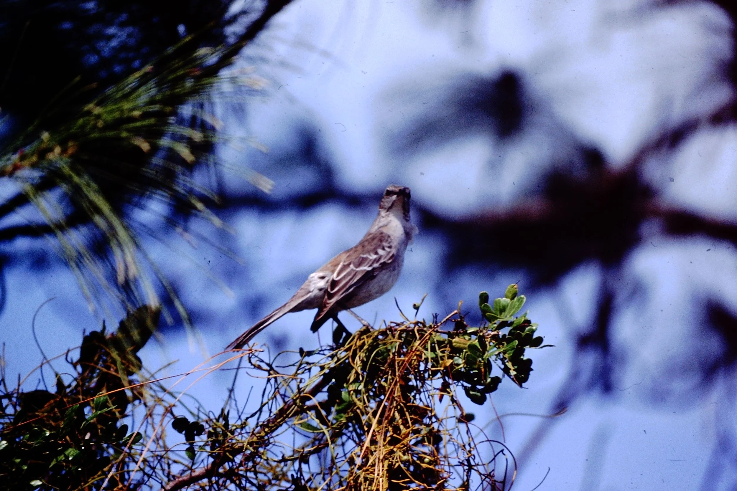 birding-tour-andros-island-the-bahamas-international-field