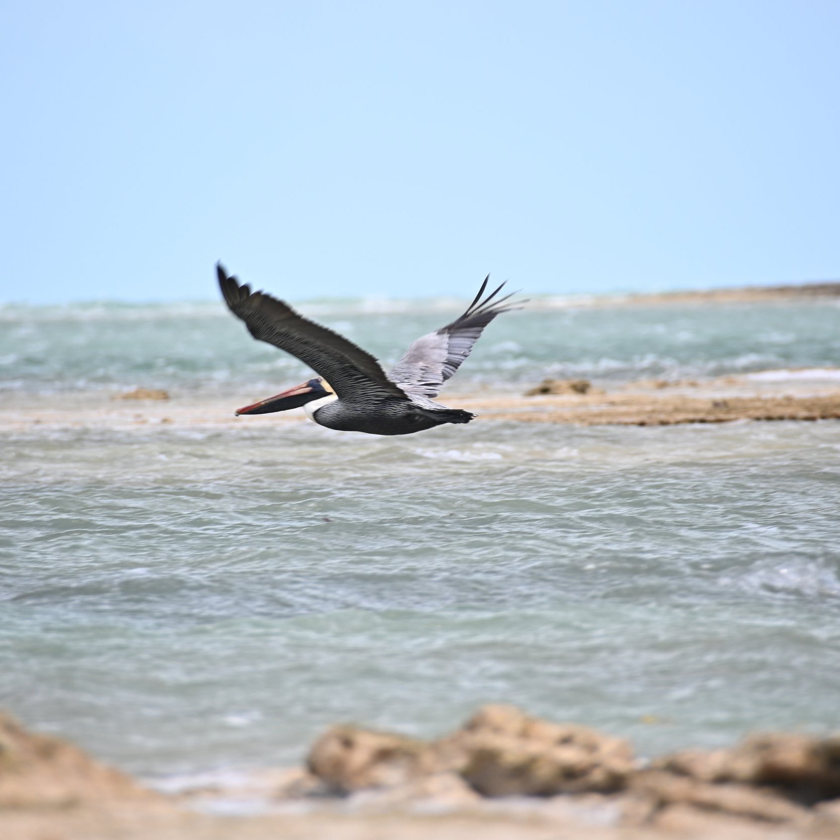 Brown+Pelican+%40+Money+Point+By+Walker+Mack.jpg