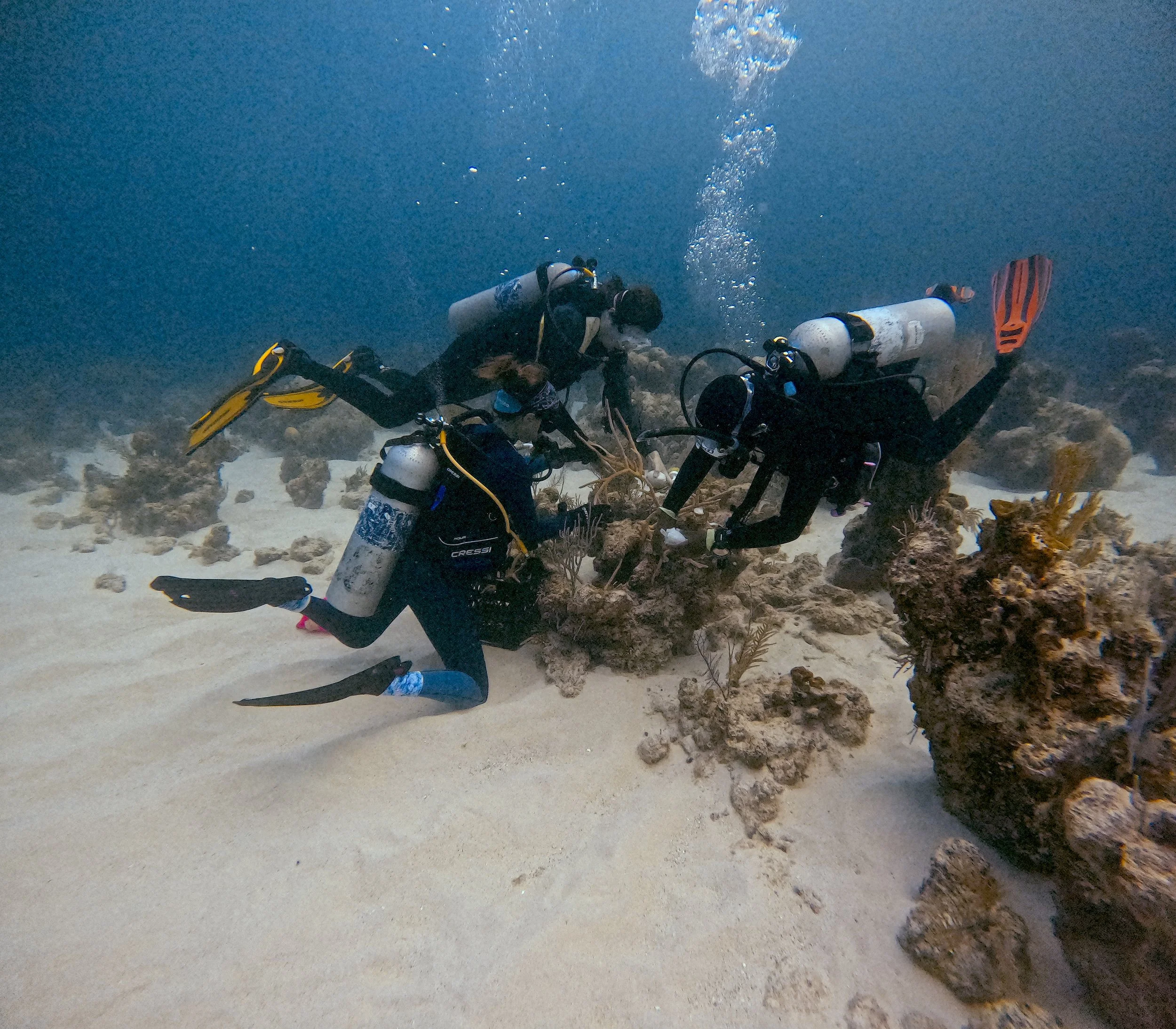 Coral Conservation with Reef Rescue Network — International Field ...