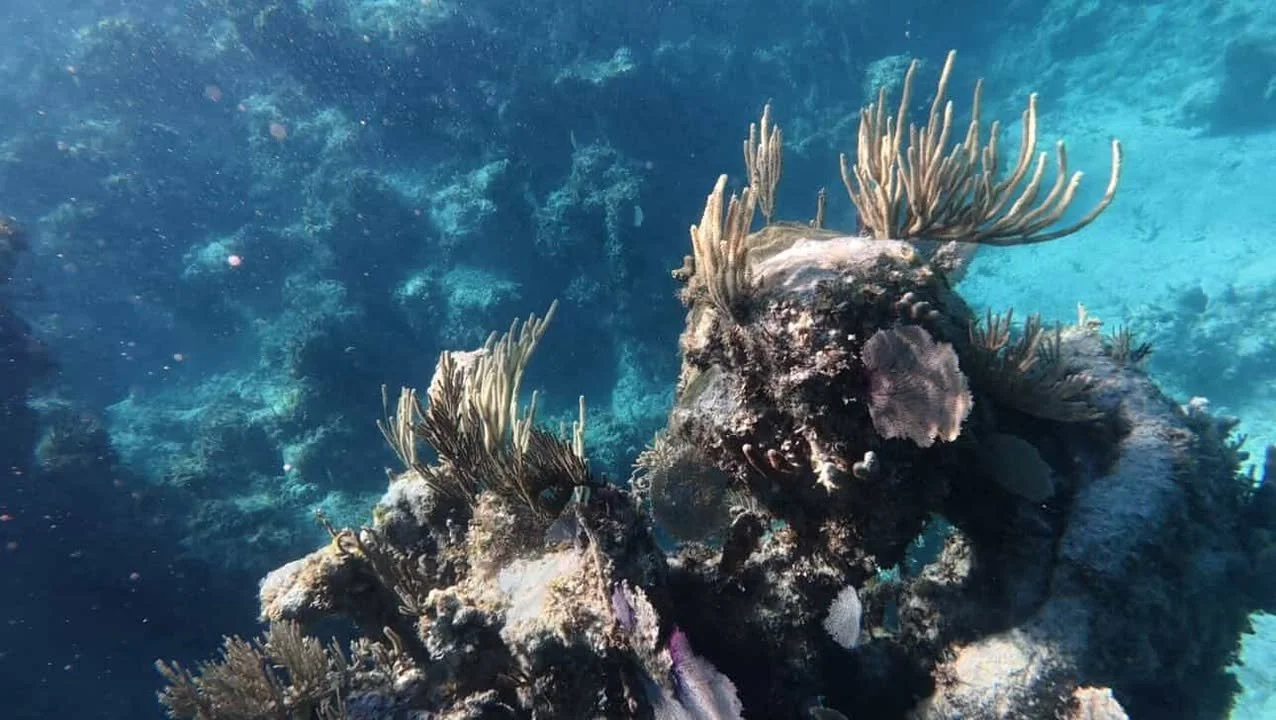 image-894042953393764.jfif