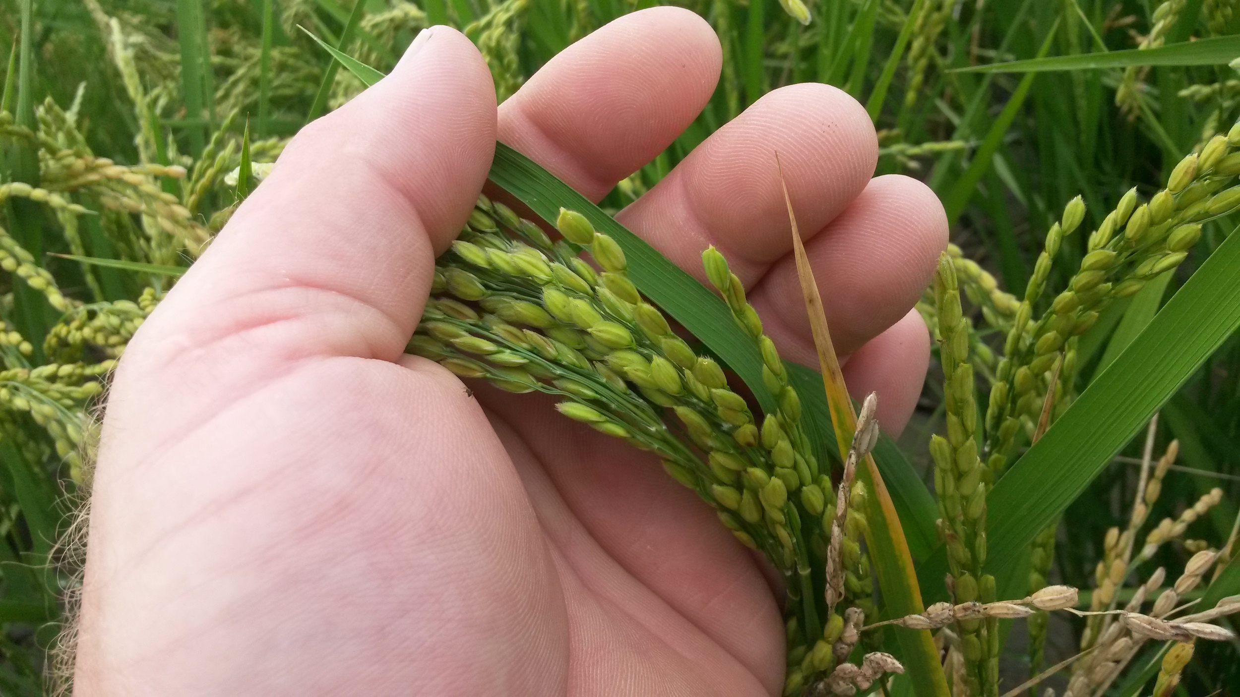 a panicle of ripening rice, late summer