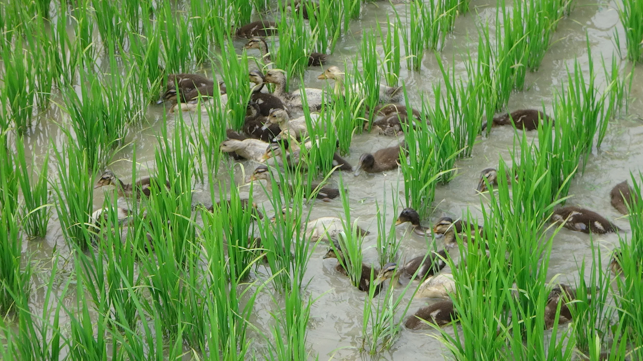 ducklings hard at work helping grow beautiful rice!