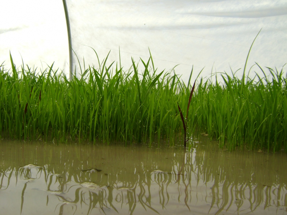 Seedlings flourish in the protected, fertile nursery environment