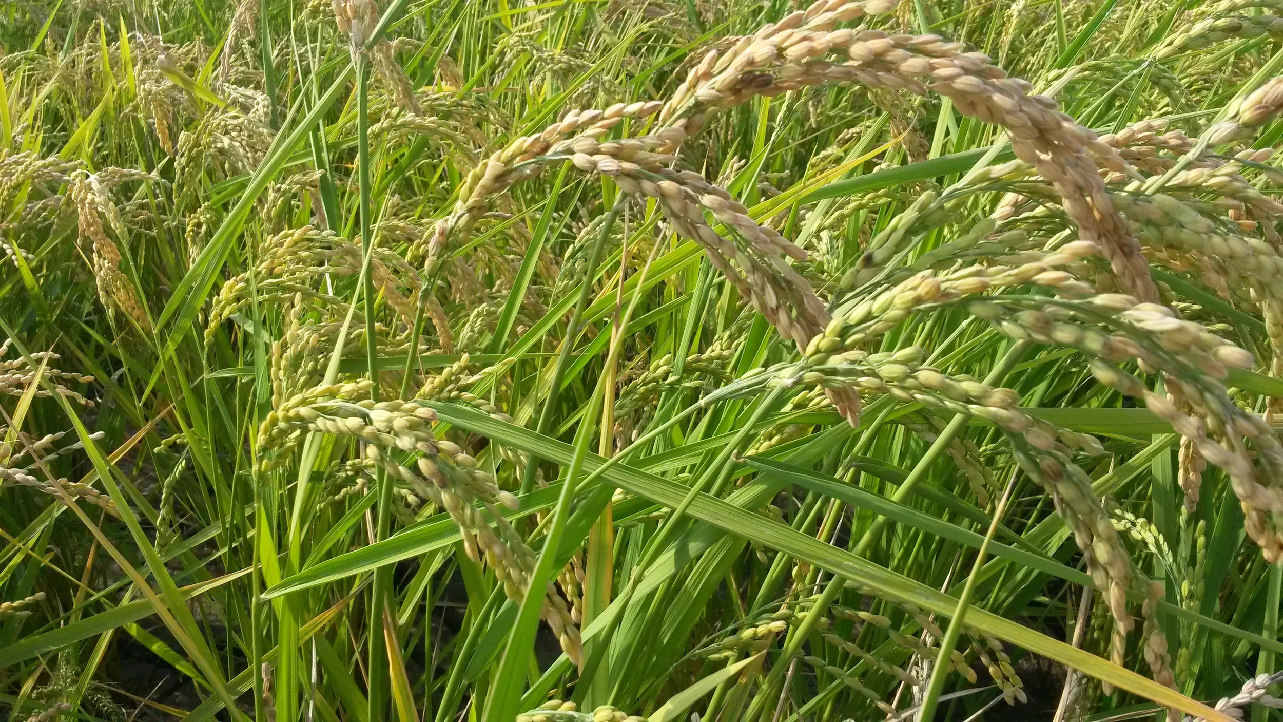 beautiful rice, ripening in the sun