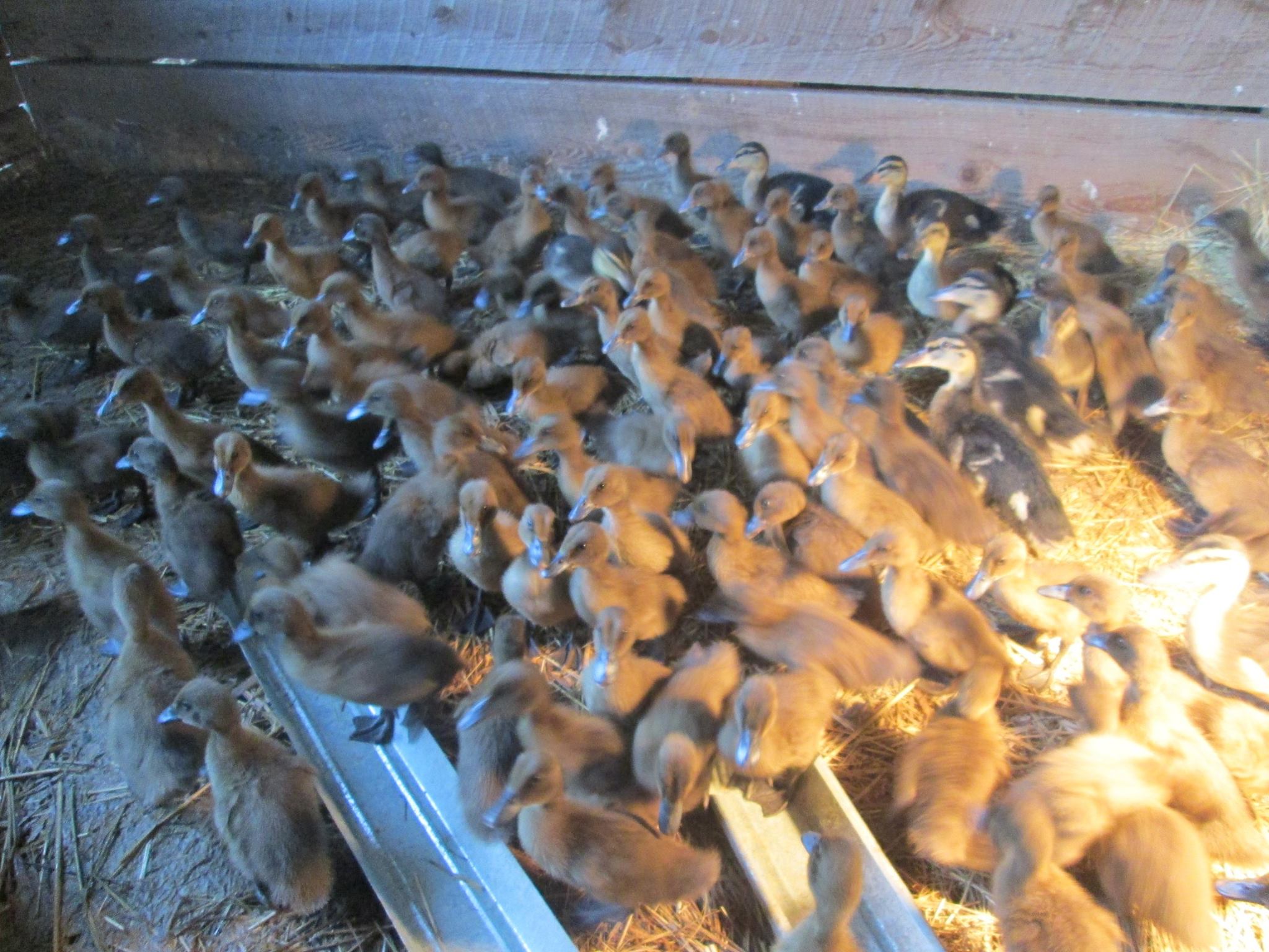 ducks in incubator.jpg