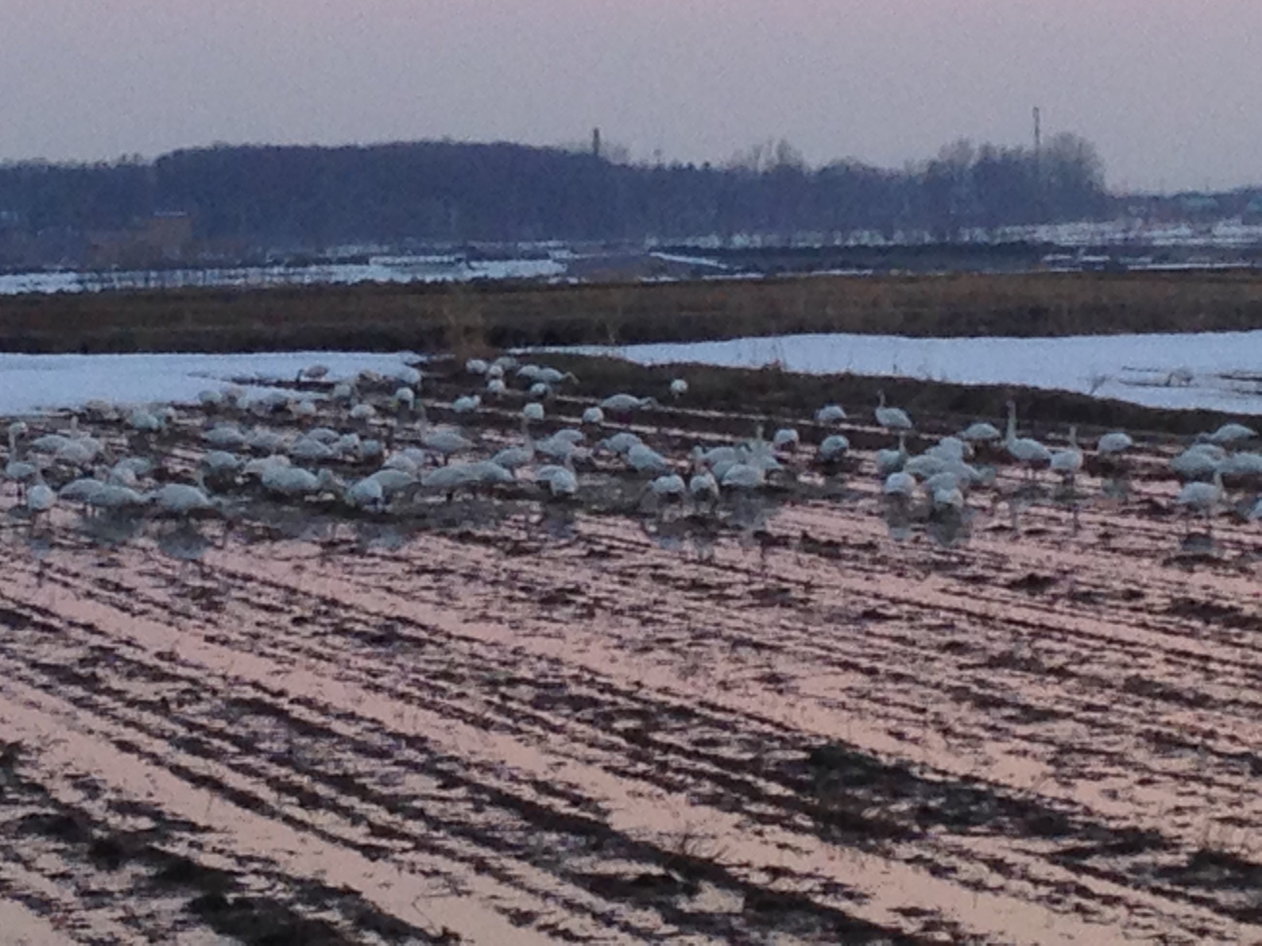 Swans stopping over in Bibai, on their migration to Siberia.