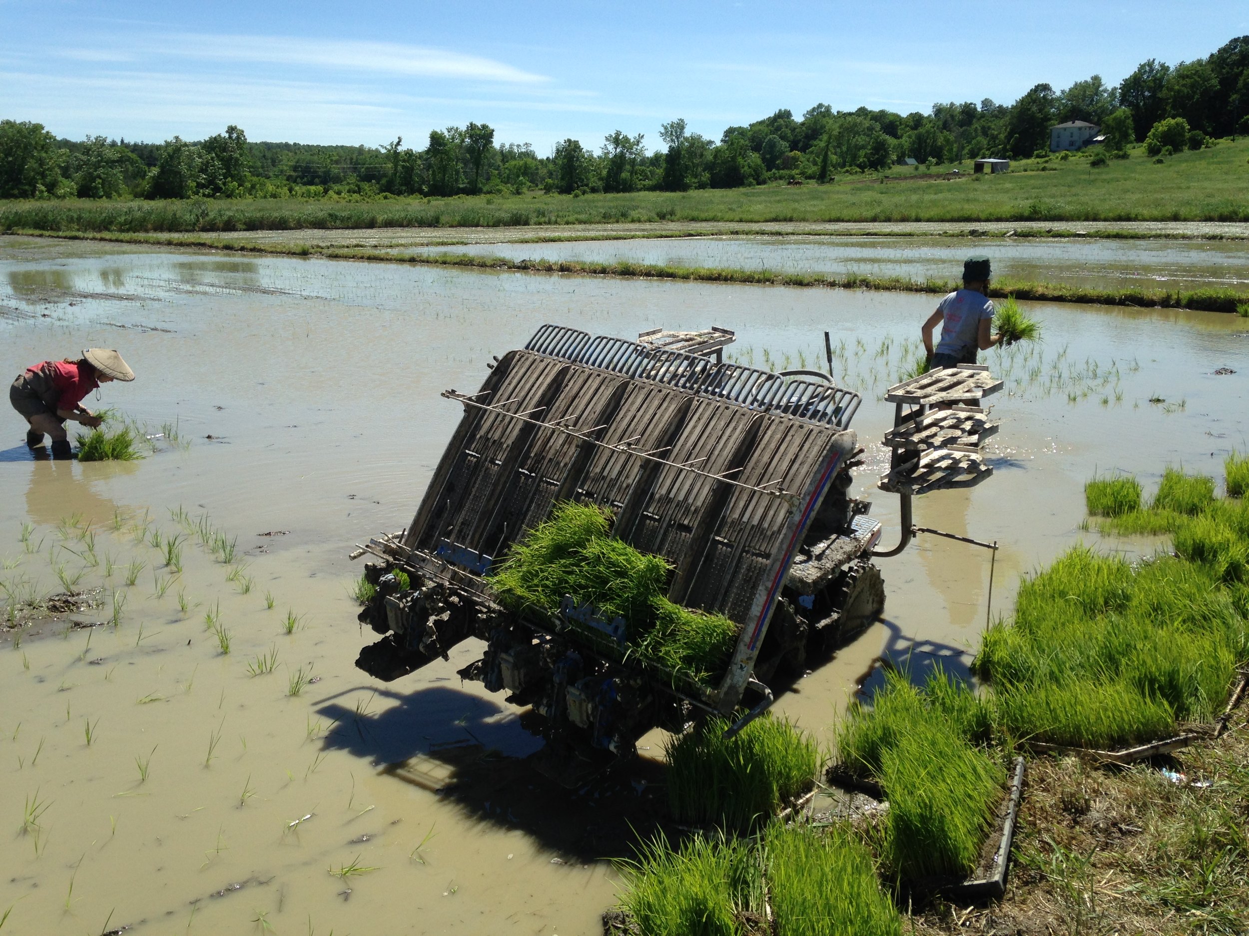 In Louisiana, Farmers Use Rice Fields as Crayfish Ponds - The New