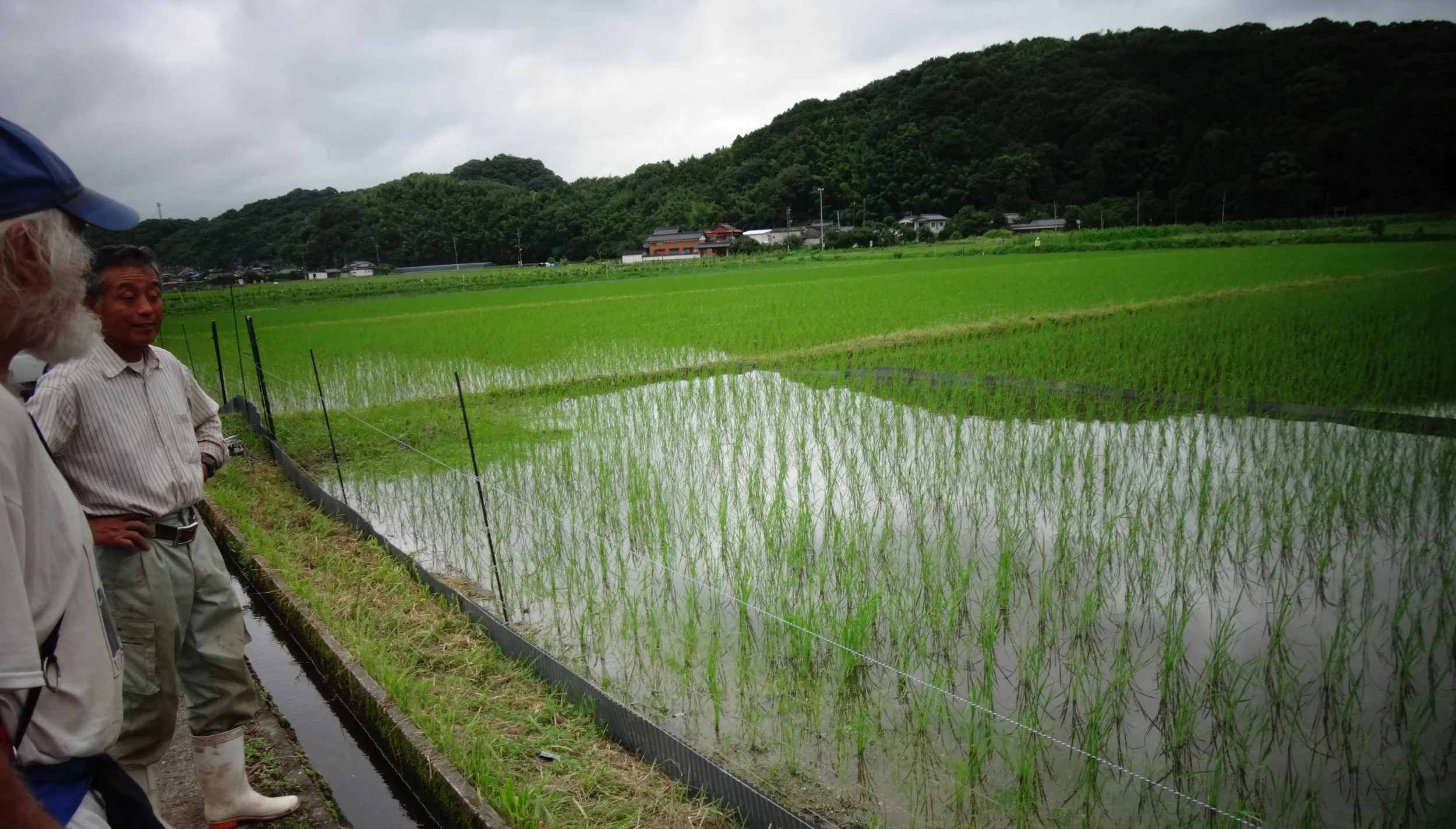What is Integrated Rice and Duck Farming? — Boundbrook Farm