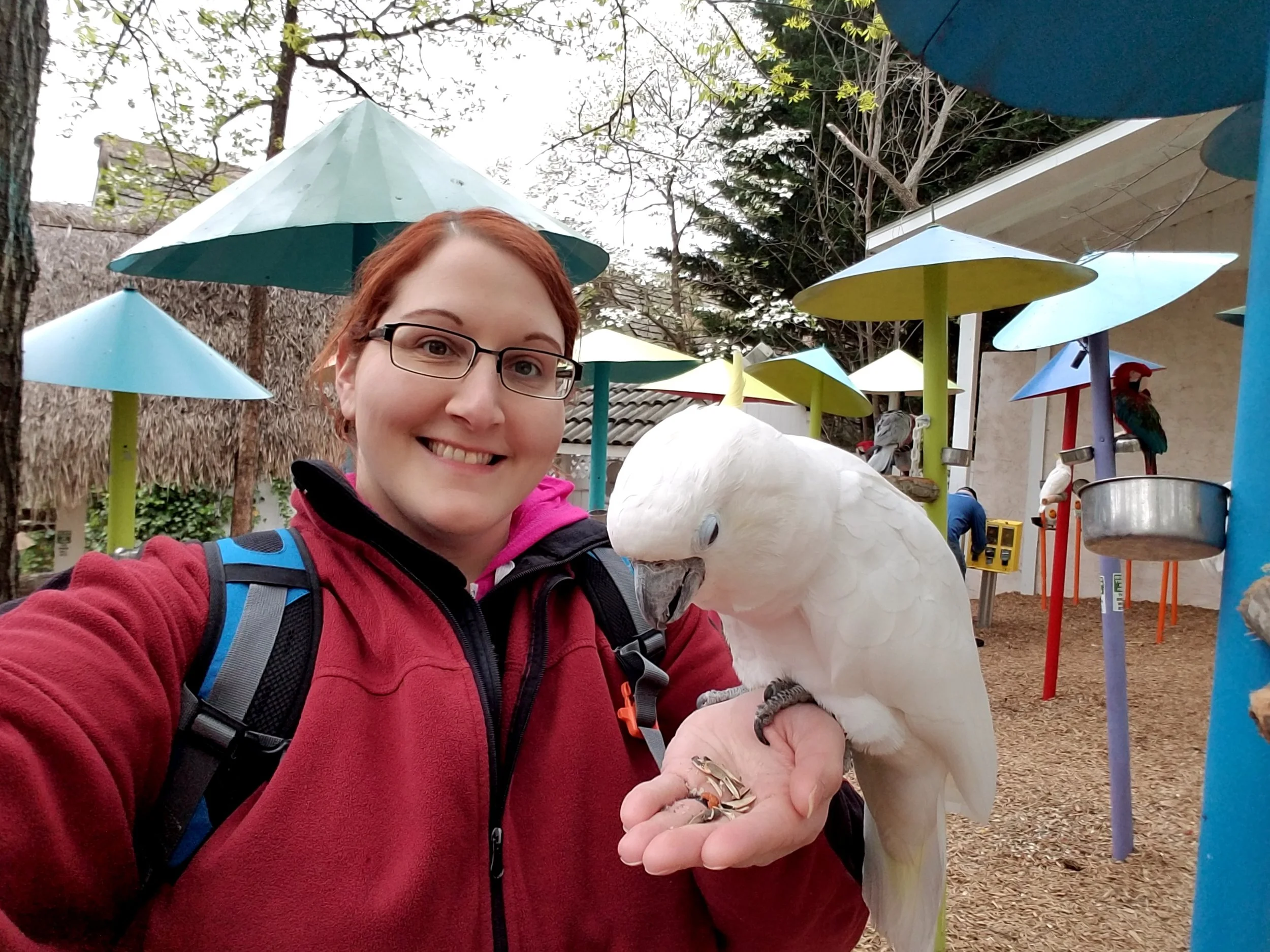 Parrot Mountain Gatlinburg feeding birds.jpg