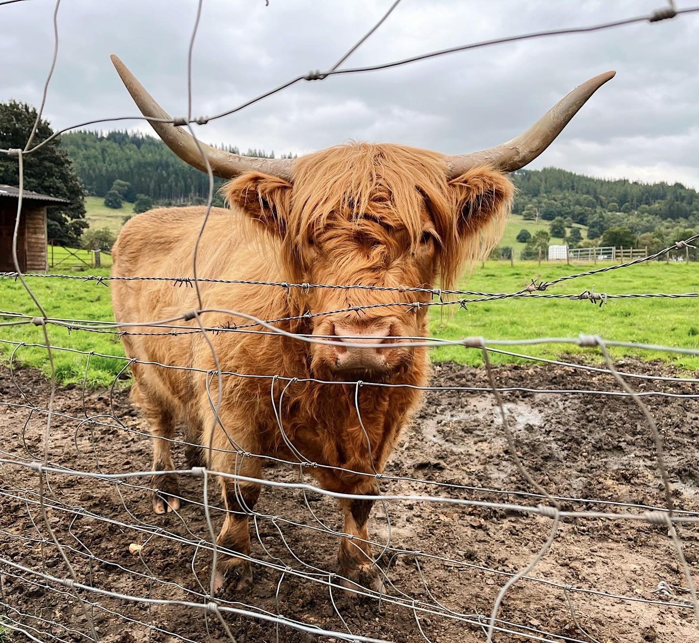 highland cow.jpeg
