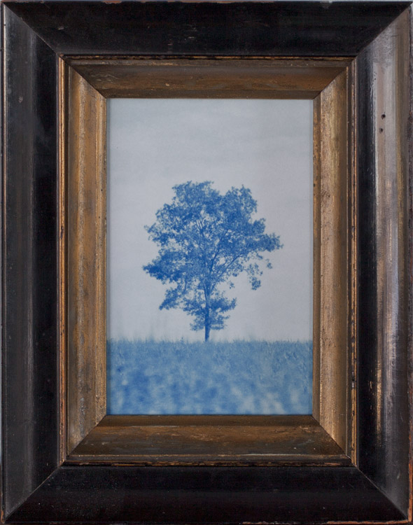My Tree Pigment print, antique frame