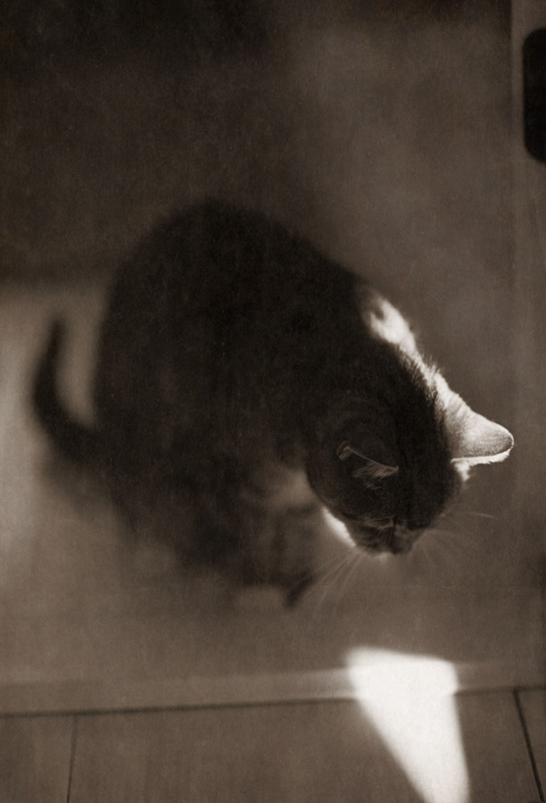 Micia November, 2016