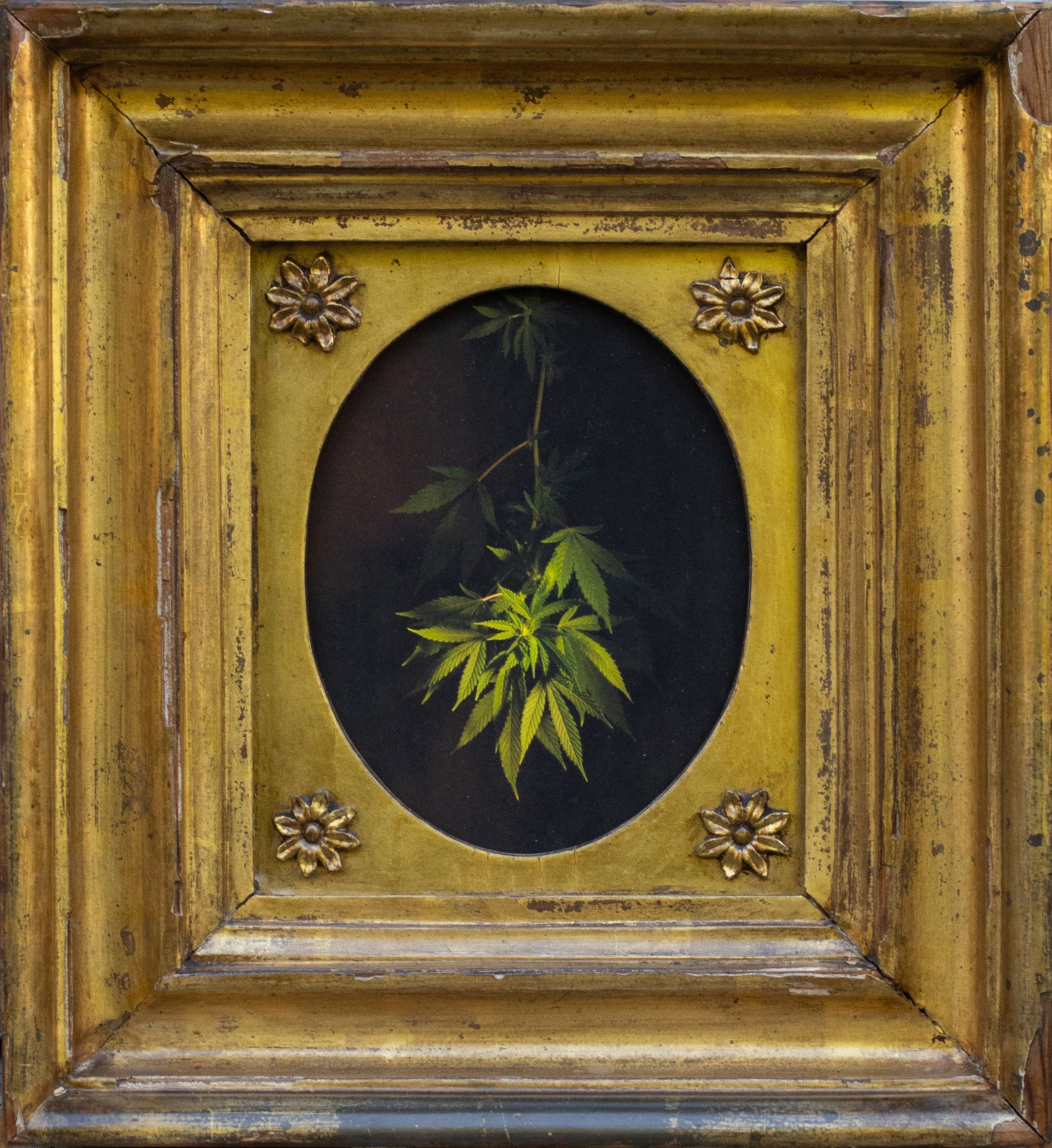 Cannabis Leaves