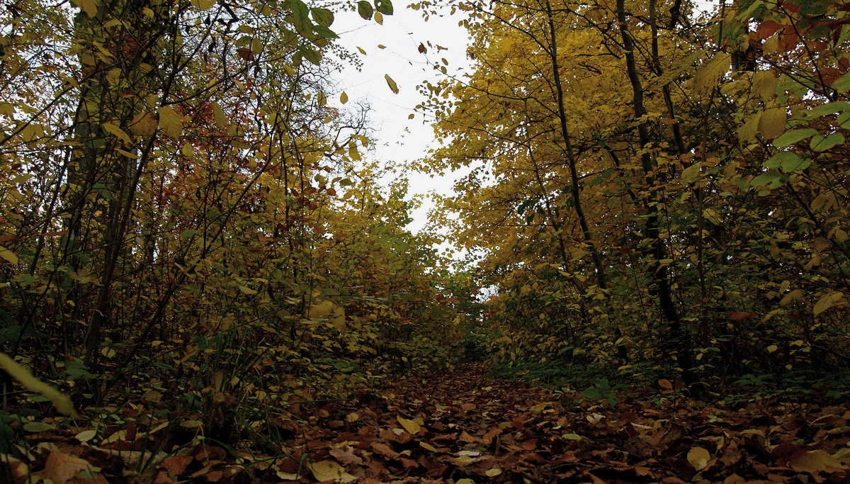 "Burası artık ne Oslo ne Norveç burası Orman (…) Sağcı herif ve ahbapları ülkenin geri kalanını yönetsinler, birbirlerine arabalar, tekneler, evler, arsalar satsınlar, komşularla olan kavgalarına ıncık cıncık hukuksal ayrıntılar bulmakta yardımcı ol…