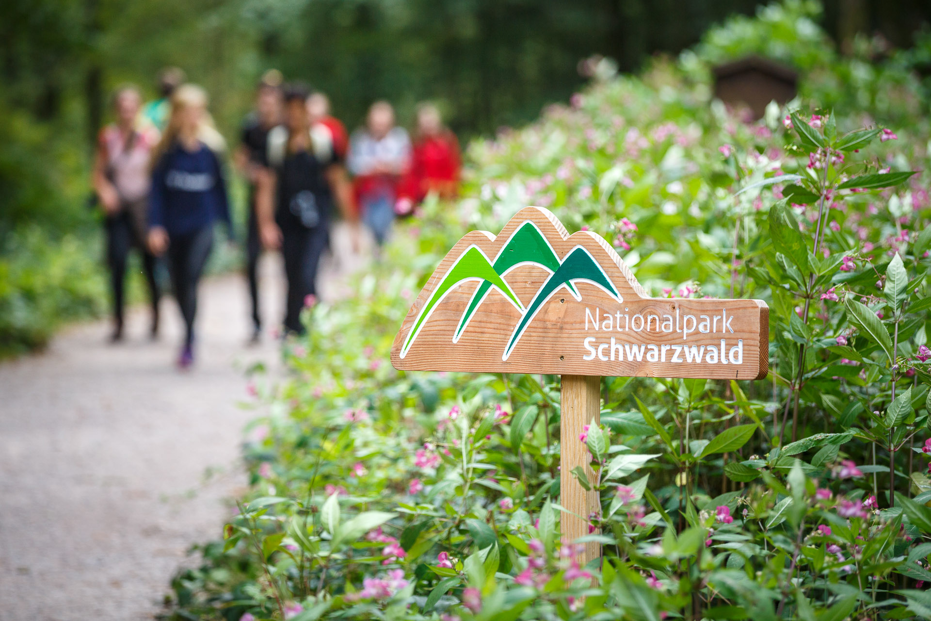 Im Nationalpark Schwarzwald unterwegs.