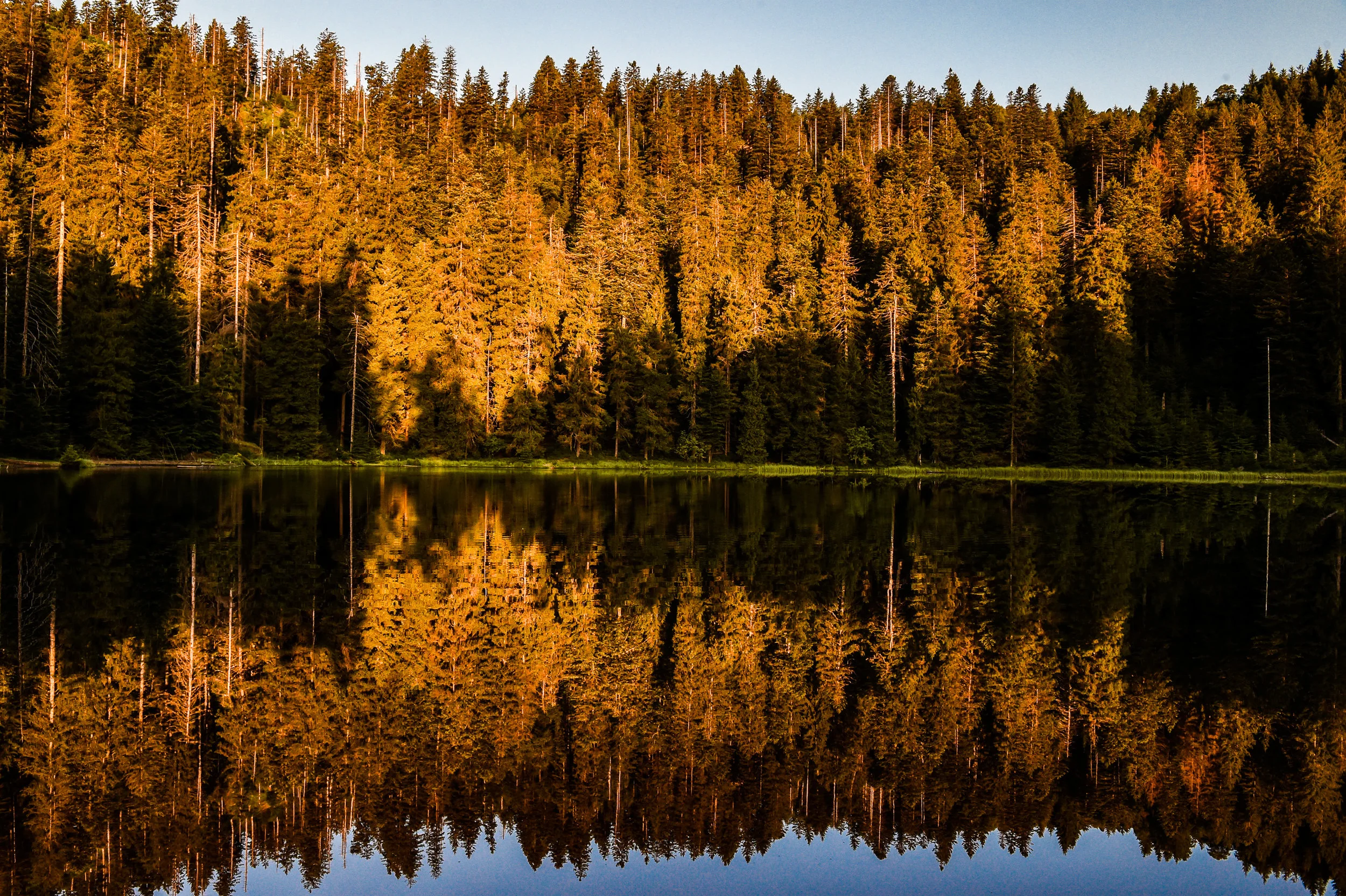Frühmorgens am Wildsee.