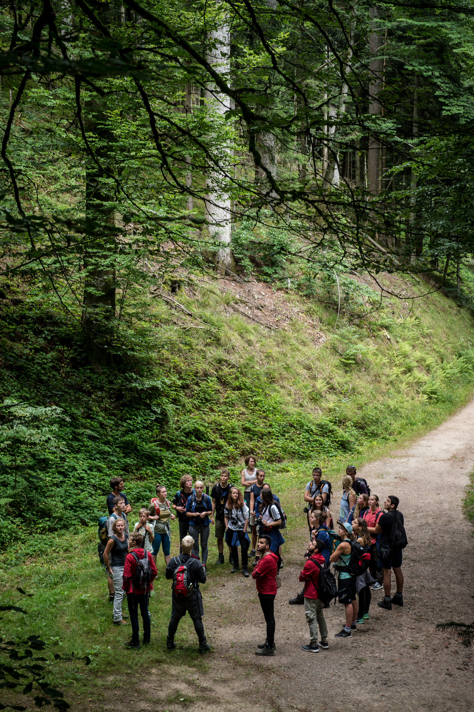 Im Bergmischwald bei Allerheiligen.