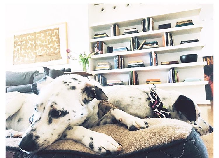 Puppy Love// Tips to Make New Puppy Parenthood a Little Bit Easier 