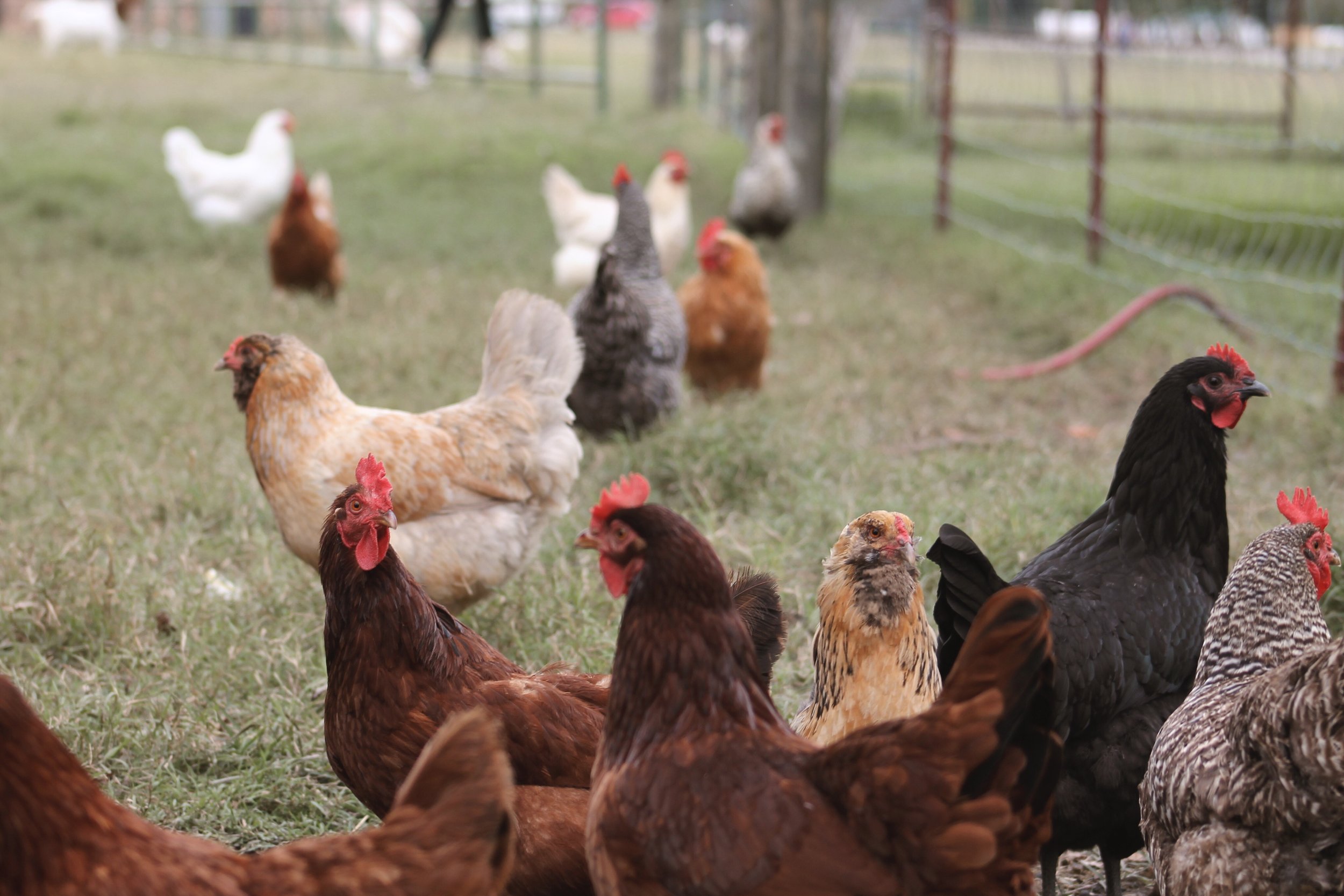 Farm sweet farm Oklahoma 9.JPG