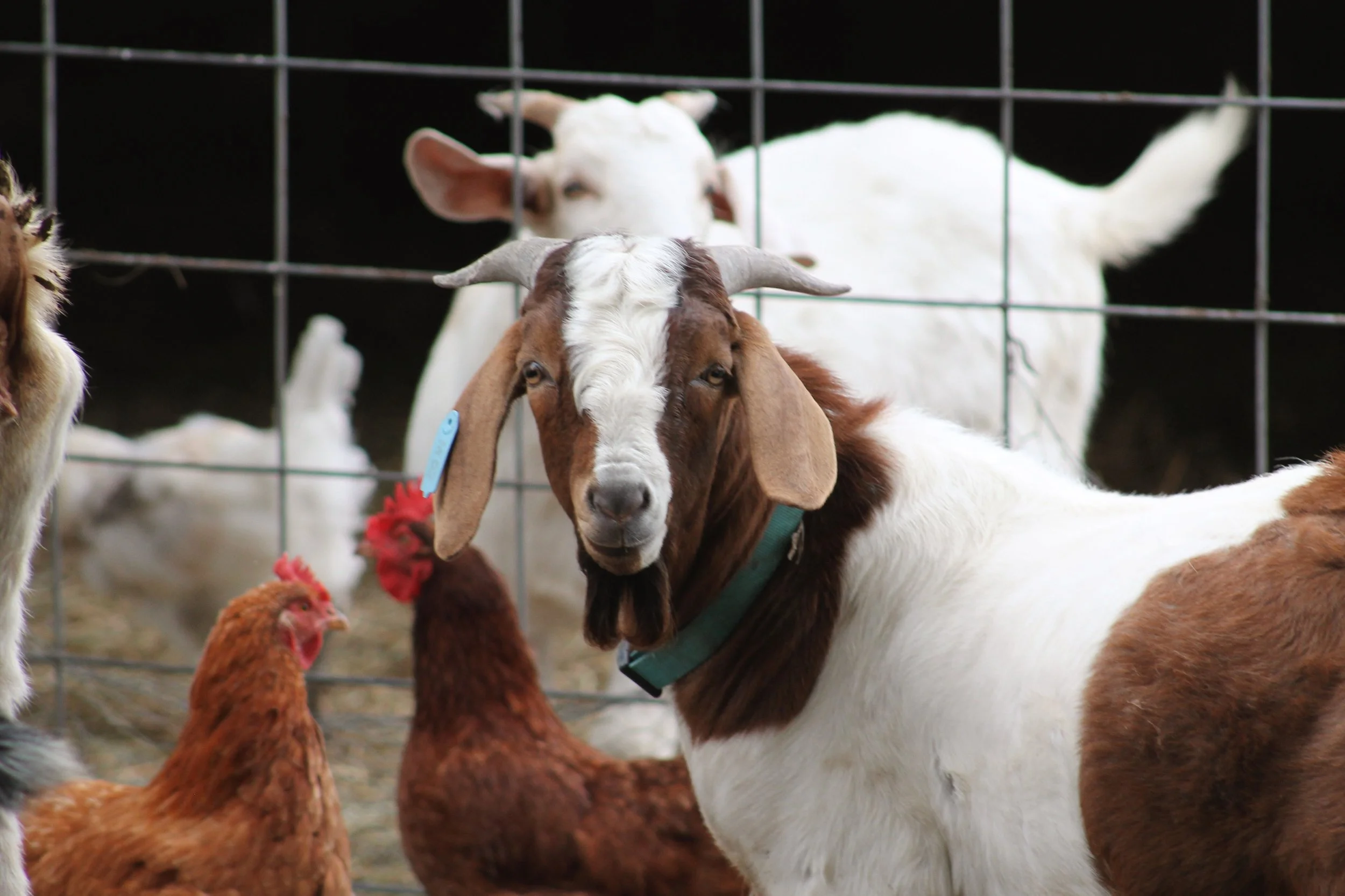 Farm Sweet Farm Oklahoma: Local Spotlight