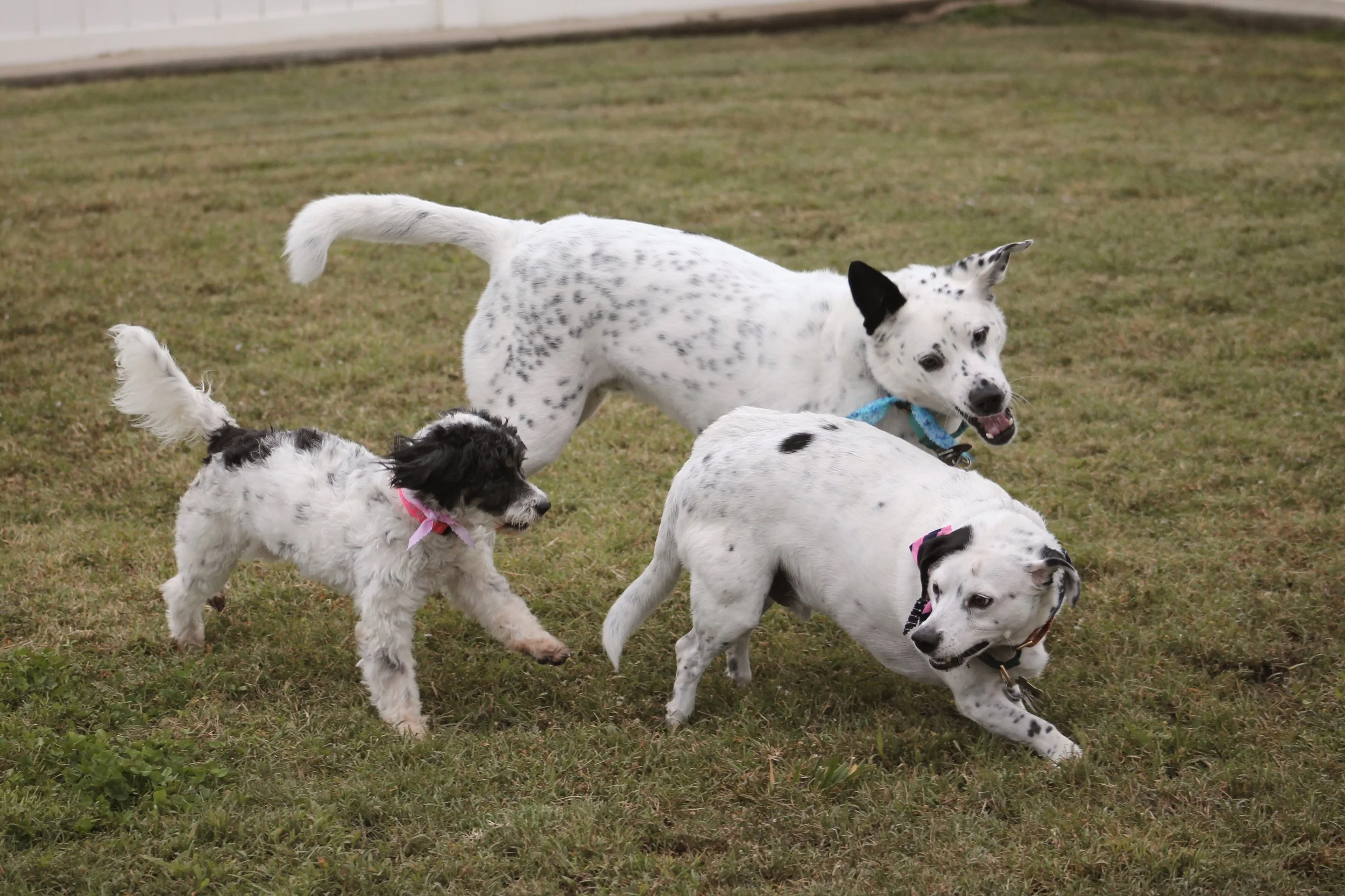 Pet party 49.JPG